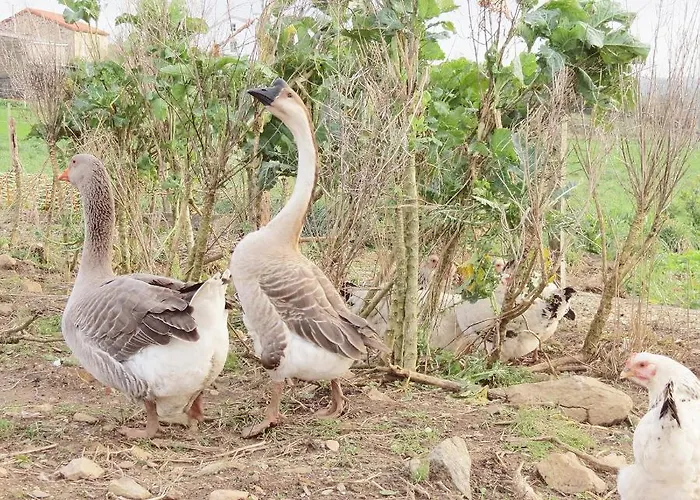 Landhuis Casa Leonor De Aurora *